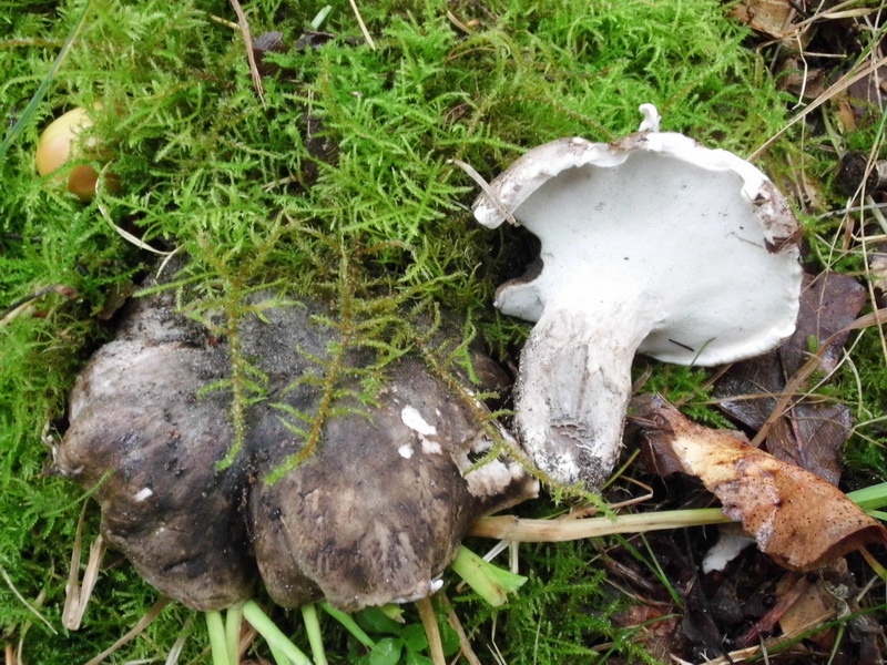 Boletopsis leucomelaena s.l.-f.jpg