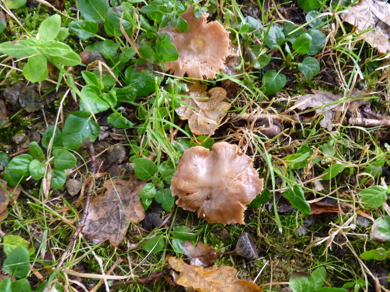 P1060378 Pilz 1 von oben .JPG