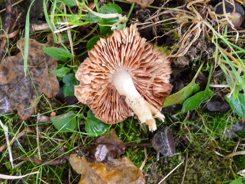 P1060381 Pilz 1 Lamellen + Stiel .JPG