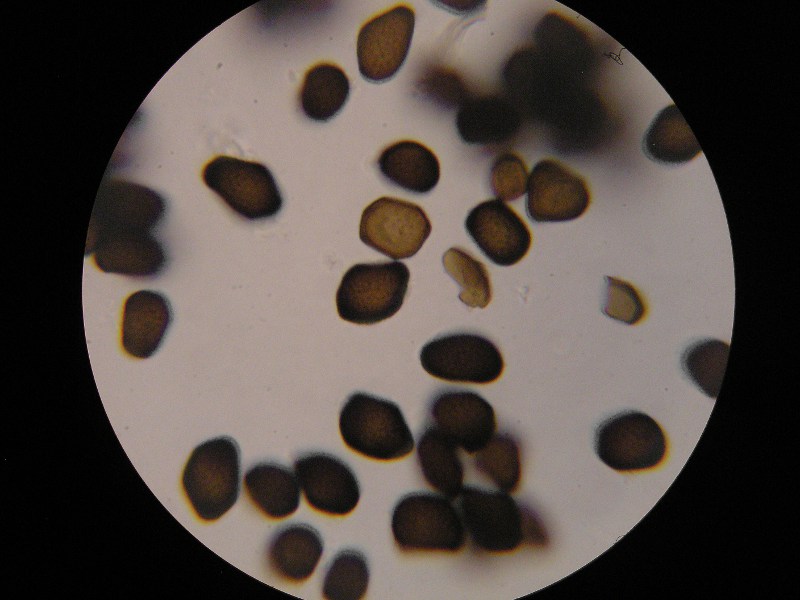 1000er Stubai (7).JPG