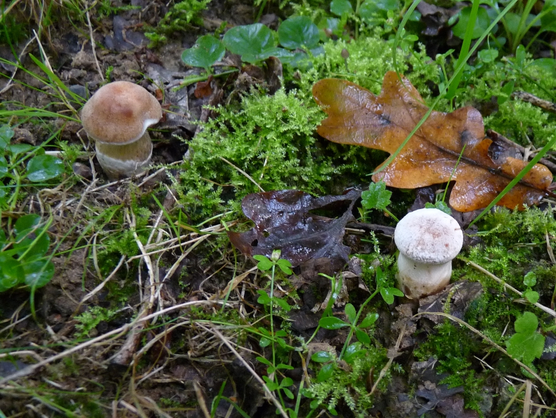 P1060406 ein Weisser und ein Brauner .JPG