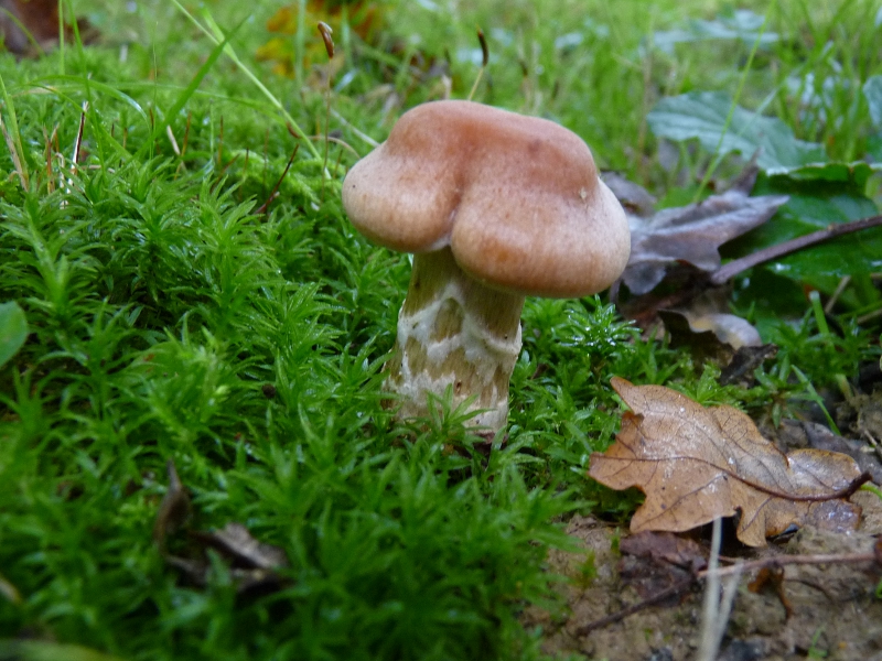 P1060401 Doppelhut seitlich .JPG