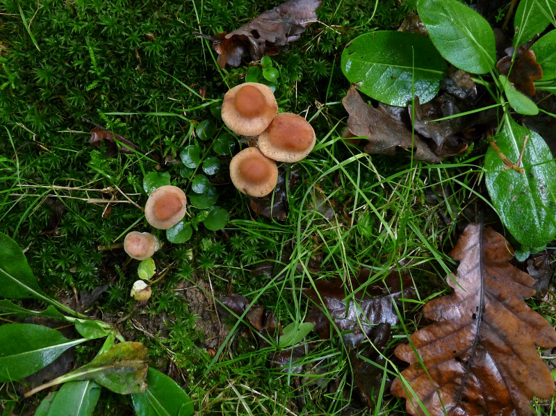 P1060395 Pilzgruppe .JPG