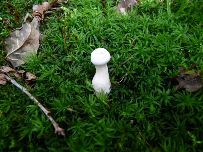 P1060418 Junger Pilz weiss bearb 800 .JPG