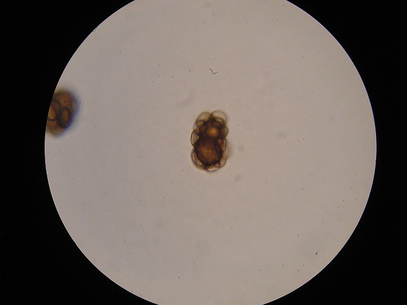 1000er Rofen (1).JPG