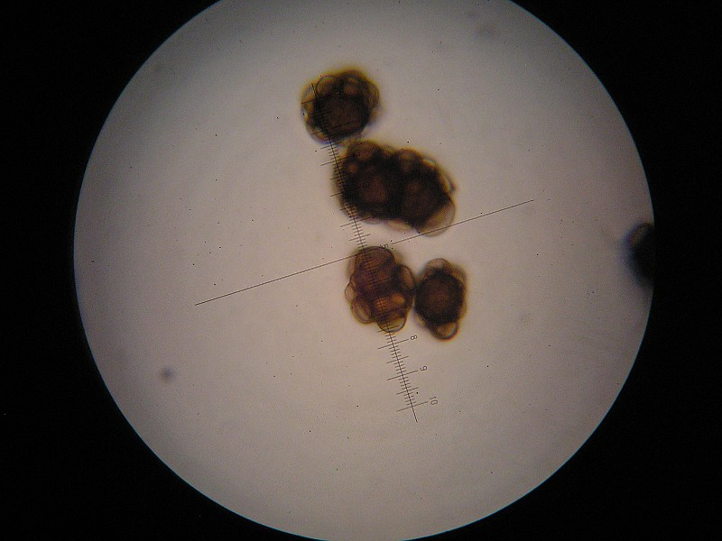 1000er Rofen (5).JPG