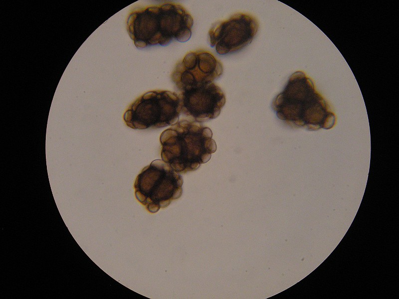 1000er Rofen (8).JPG