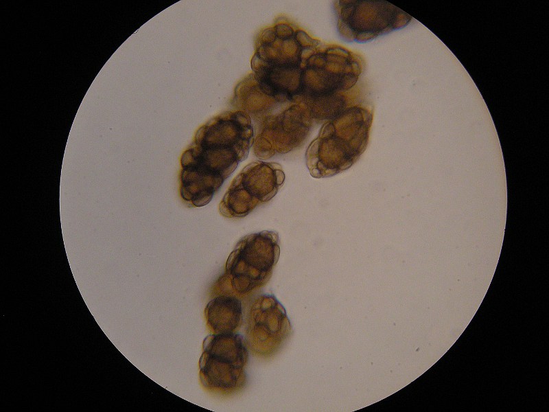 1000er Rofen (16).JPG