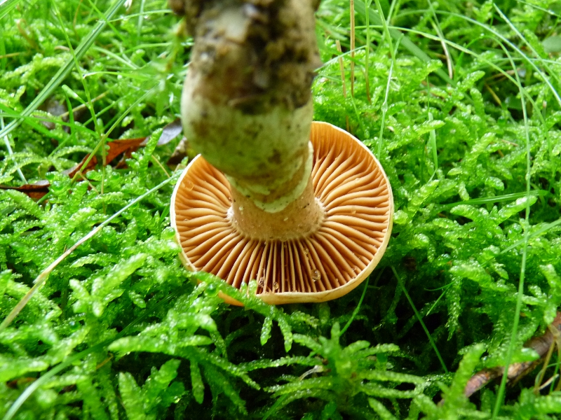 P1060432 Lamellen von unten .JPG