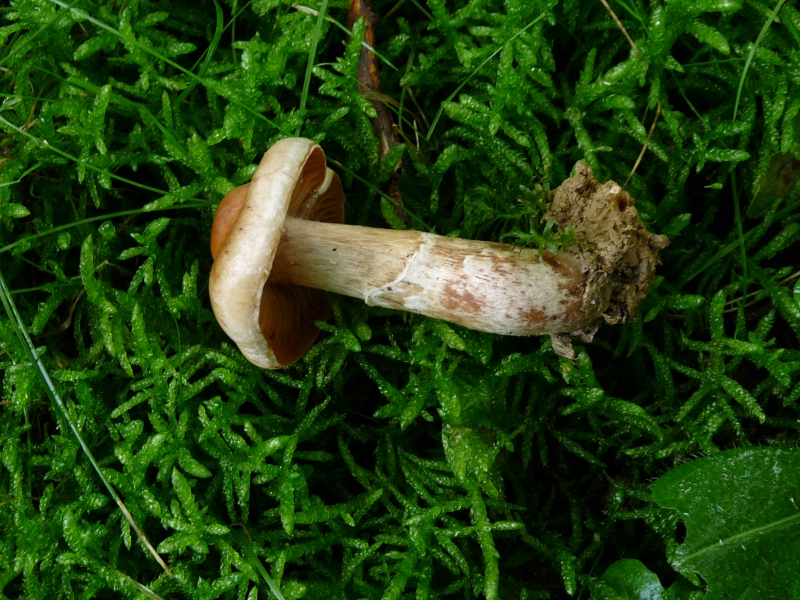 P1060435 seitlich .JPG