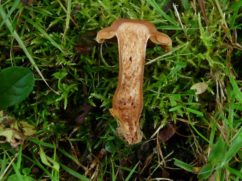 P1060439 Schnitt .JPG