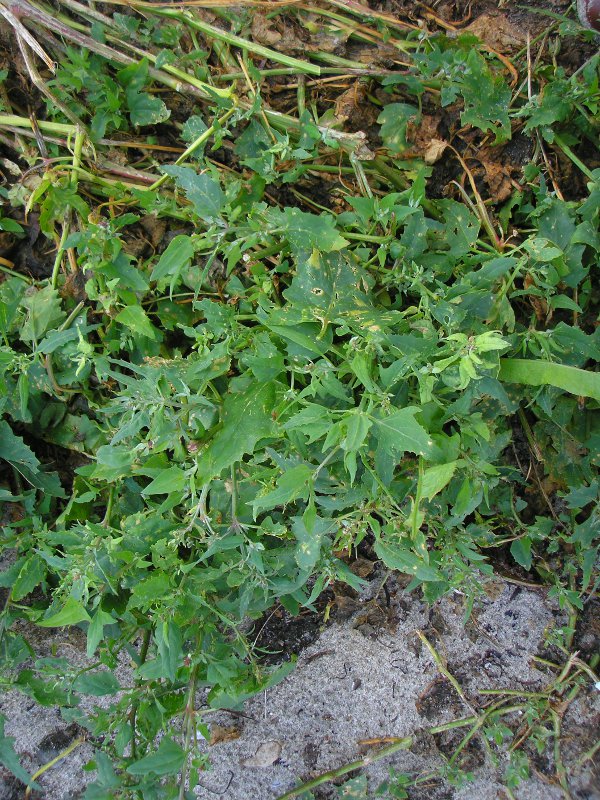 Eckernförde (10).JPG