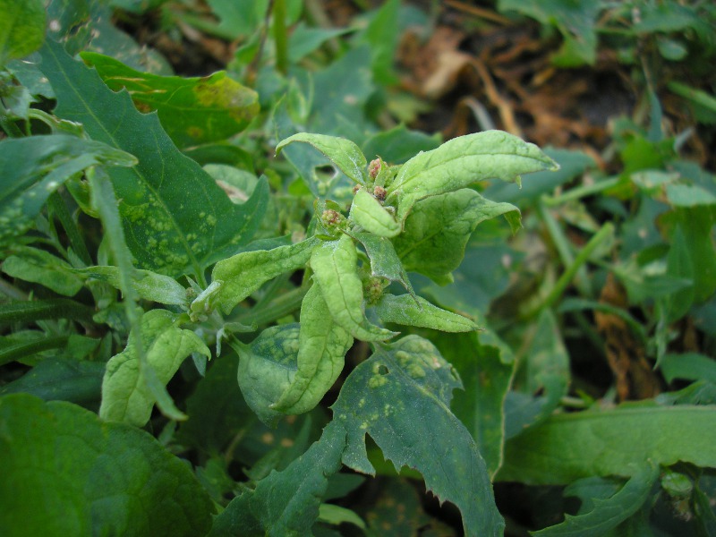 Eckernförde (11).JPG