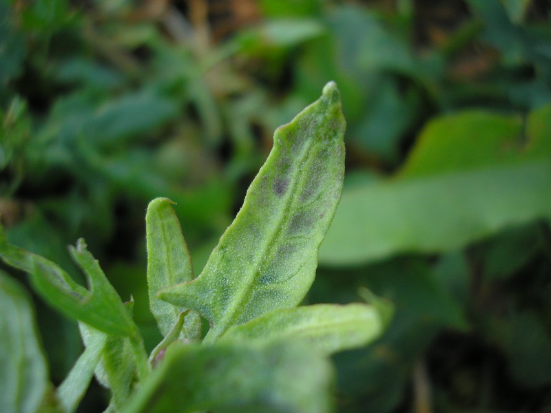 Eckernförde (12).JPG