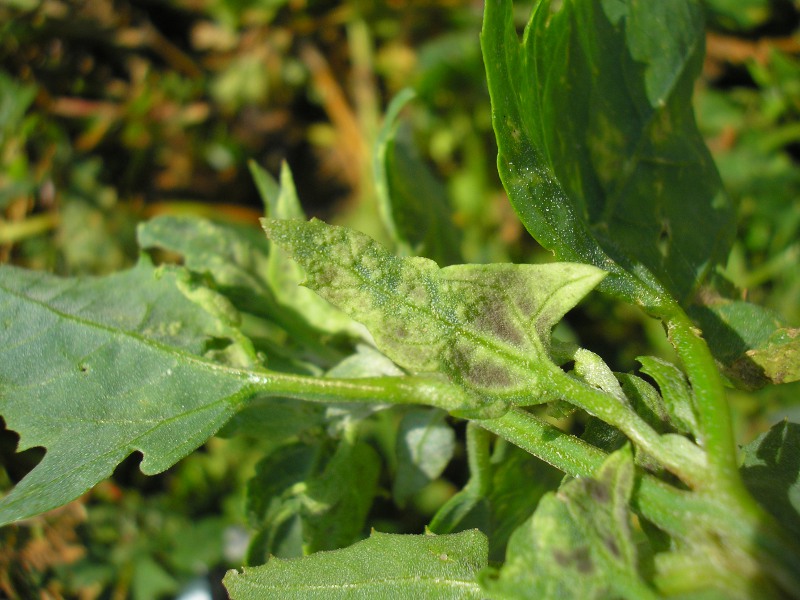 Eckernförde (13).JPG