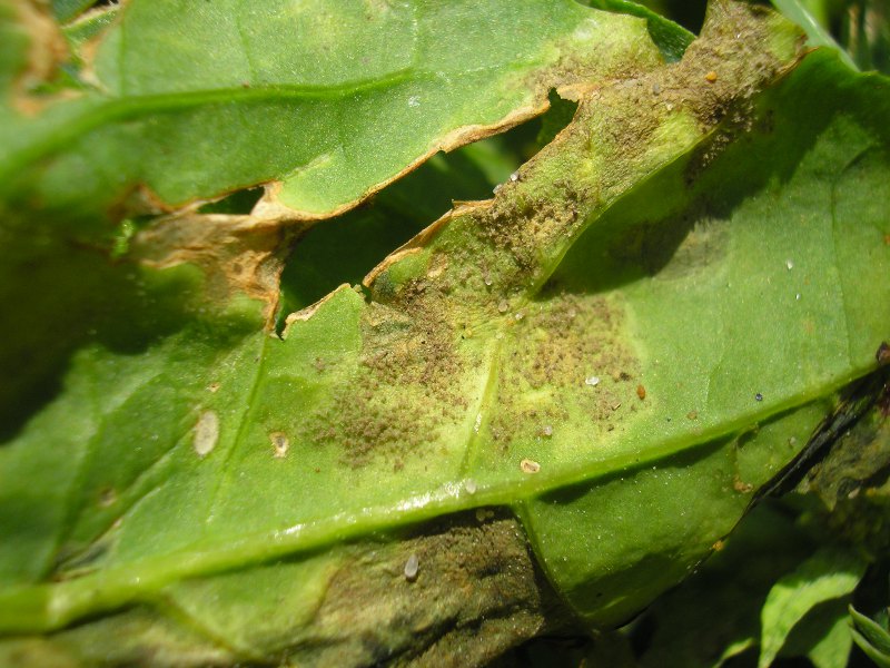 Eckernförde (7).JPG