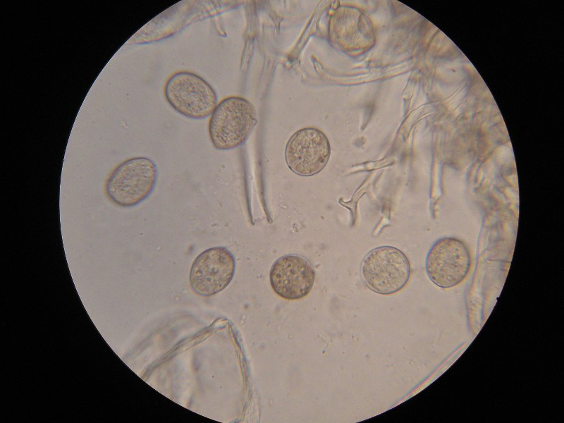 1000er Eckern (12).JPG