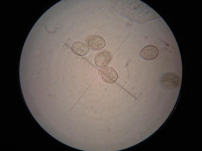 1000er Eckern (15).JPG