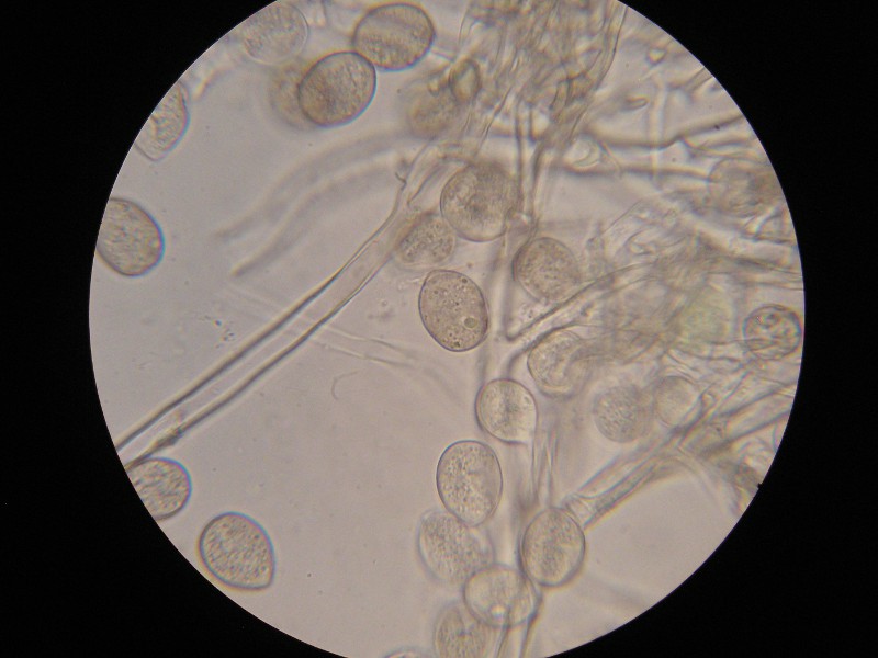 1000er Eckern (18).JPG