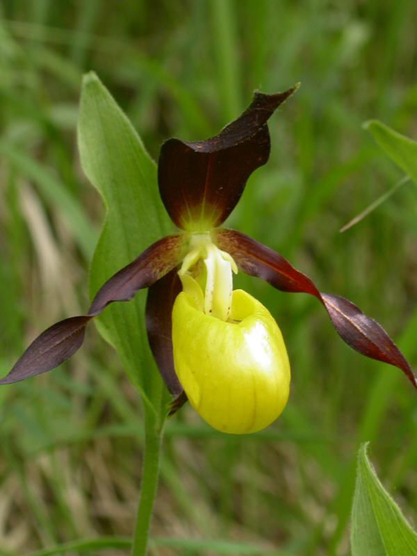 &quot;Frauenschuh&quot; aus dem Ulmer Raum