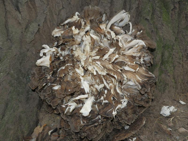 Meripilus giganteus_1.1.JPG