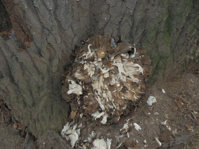 Meripilus giganteus_1.2.JPG