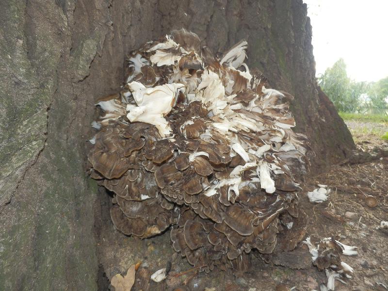 Meripilus giganteus_1.3.JPG