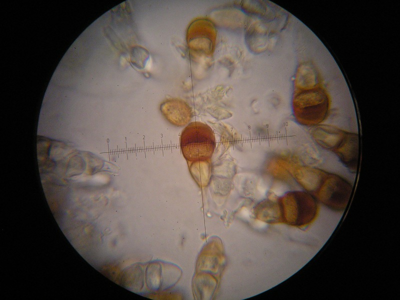 1000er Piller (6).JPG