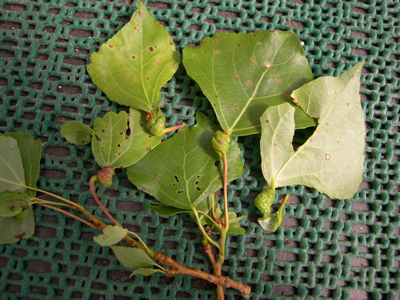 Pemphigus spirotheca-Blattstieldrehlaus-a.JPG