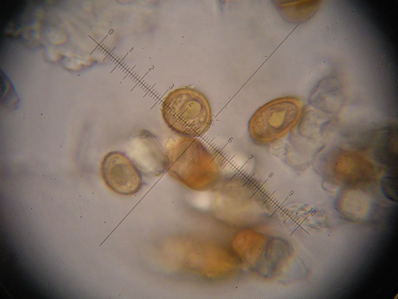 1000er Piller (21).JPG