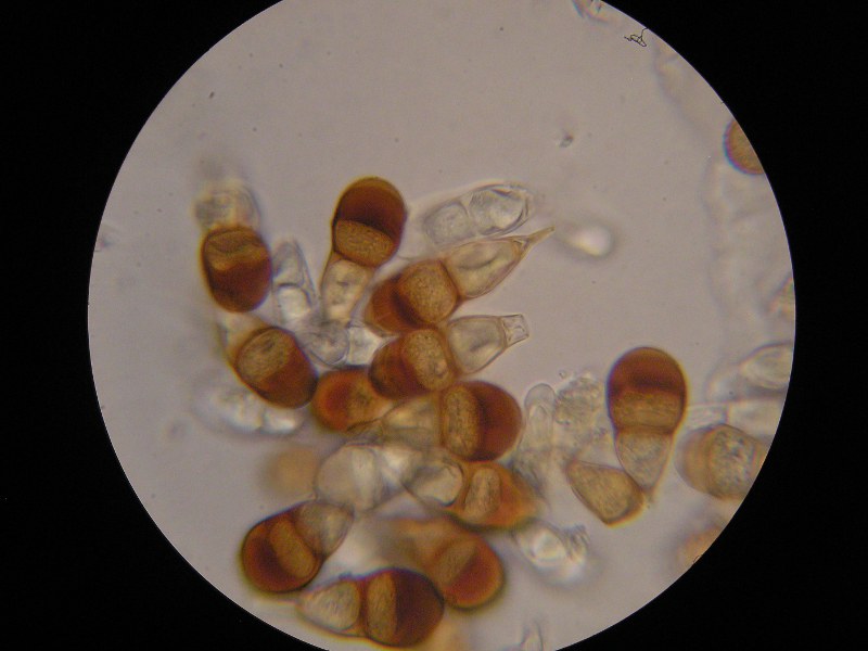 1000er Piller (40).JPG