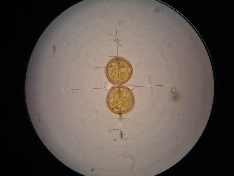 1000er Römö (28).JPG