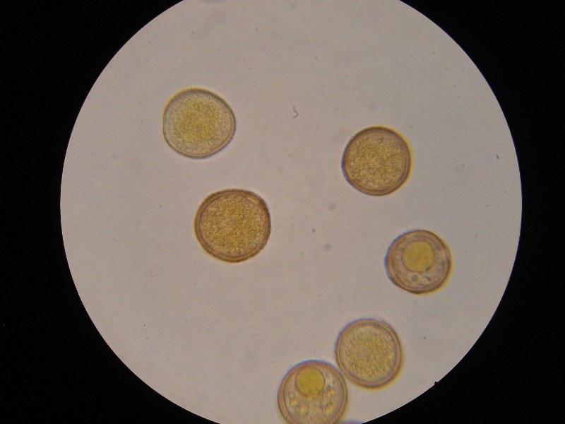 1000er Römö (31).JPG