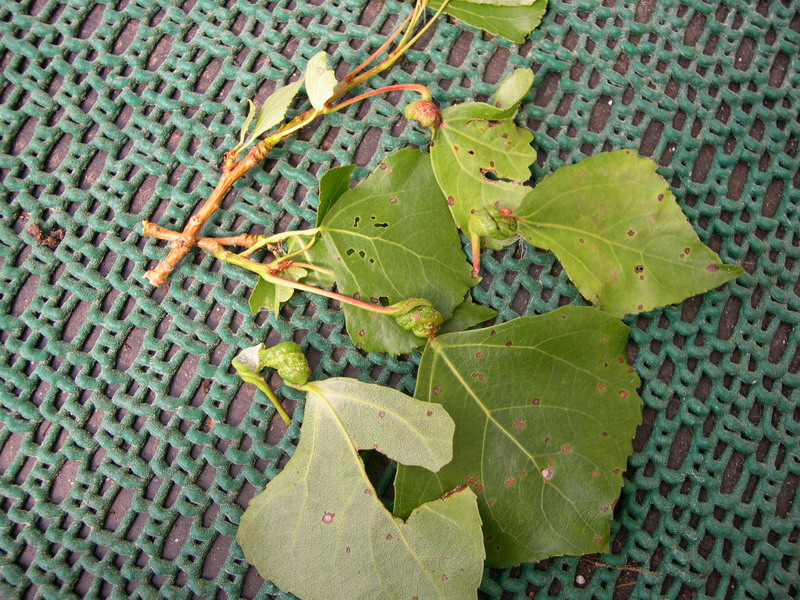 Pemphigus spirotheca-Blattstieldrehlaus-b.JPG