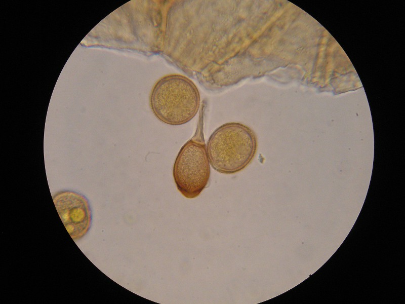 1000er Römö (32).JPG