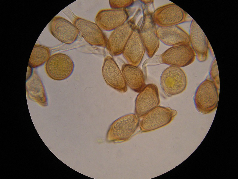 1000er Römö (42).JPG