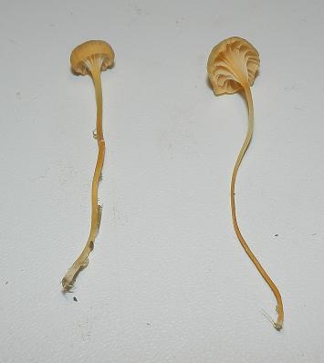 Rickenella fibula_1.2.JPG