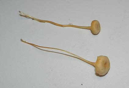 Rickenella fibula_1.4.JPG