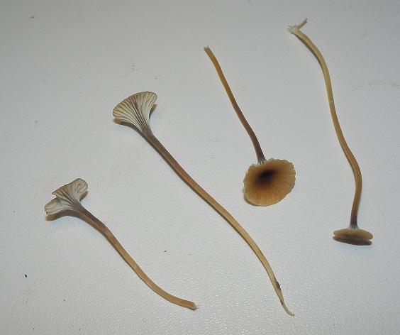 Rickenella setipes_1.JPG