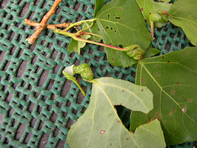 Pemphigus spirotheca-Blattstiledrehlaus-c.JPG