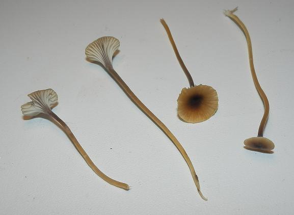 Rickenella setipes_1.1.JPG