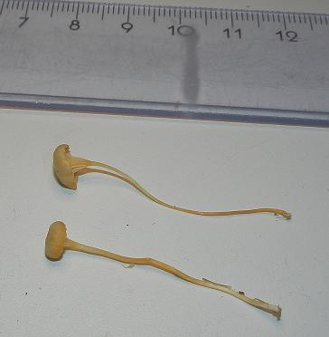 Rickenella fibula_1.JPG