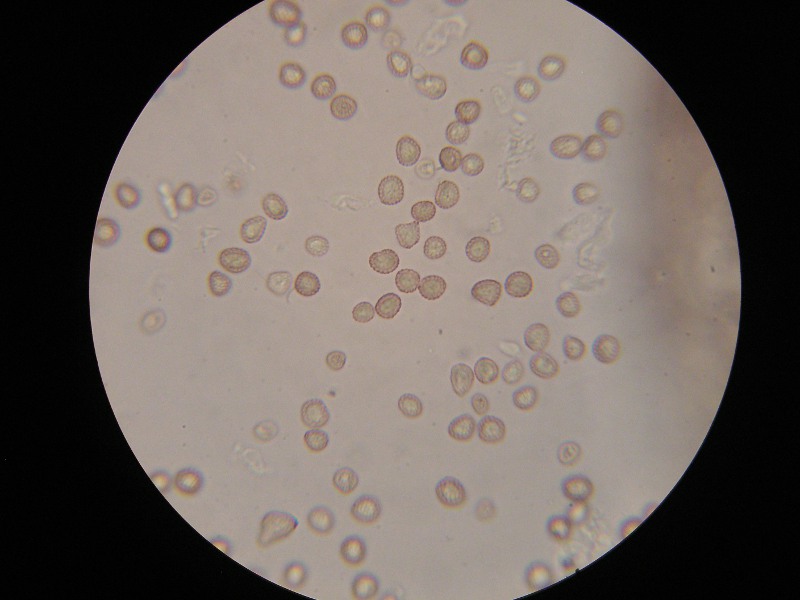 1000er Hochze (2).JPG