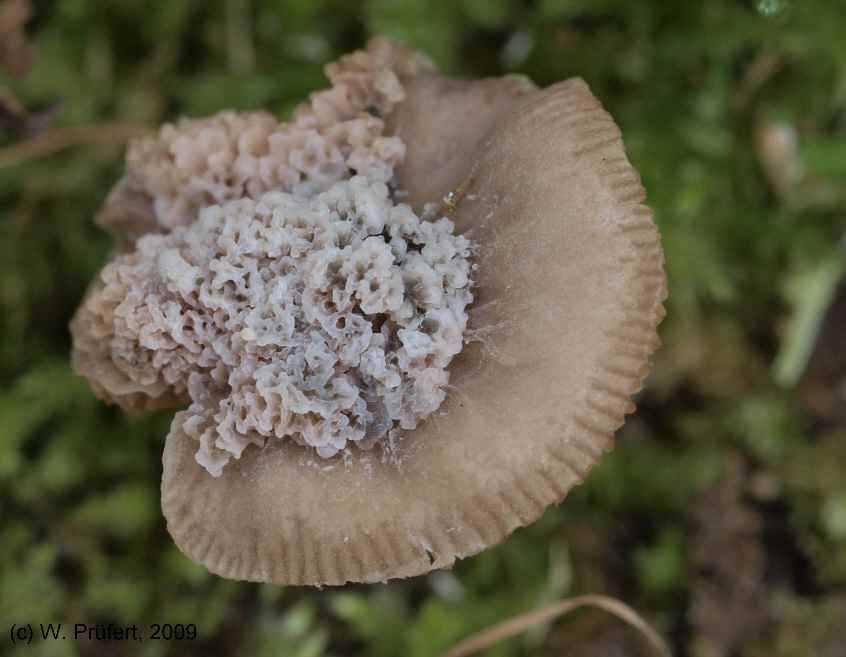 morchelloider_Dachpilz_01klein.jpg