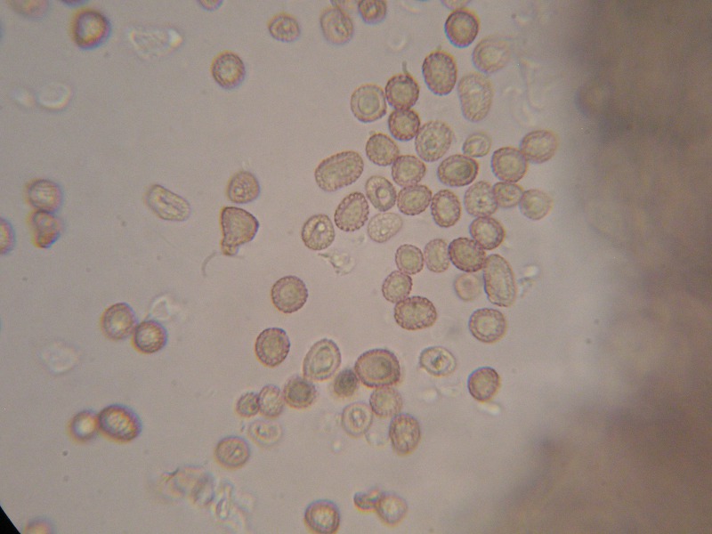 1000er Hochze (10).JPG