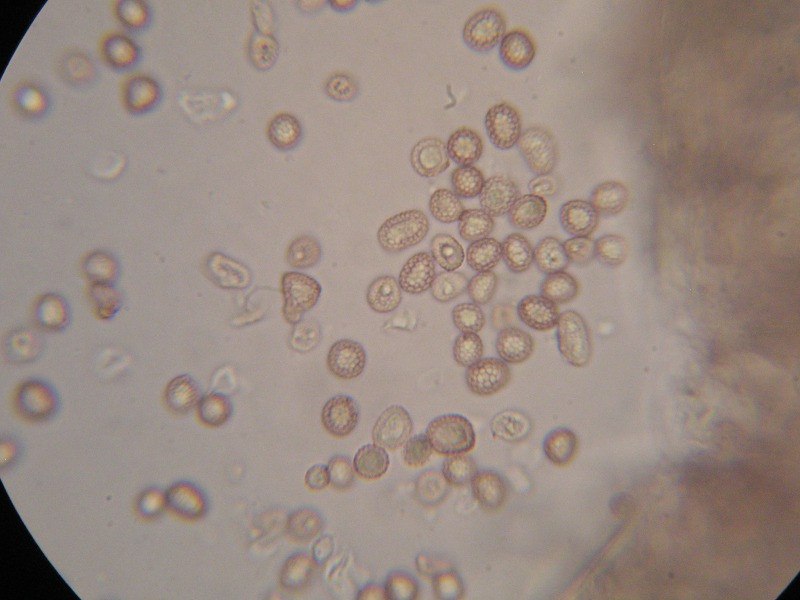 1000er Hochze (16).JPG