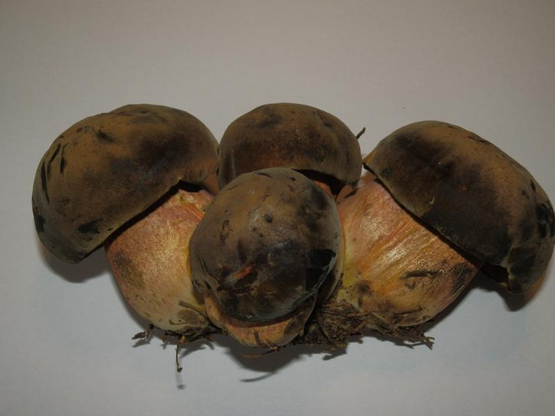 Boletus erythr_Gruppe.jpg