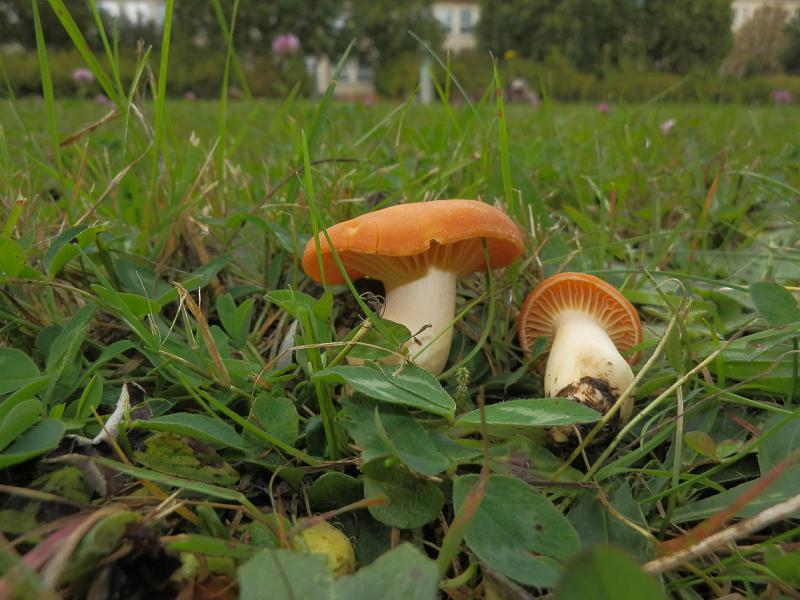 Camarophyllus pratensis_1.jpg