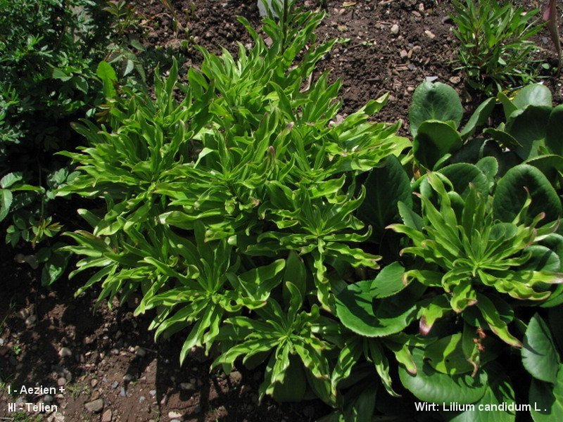 3-Uromyces aecidiiformis-I+III-1.8.2.9.18.3a-HA.JPG