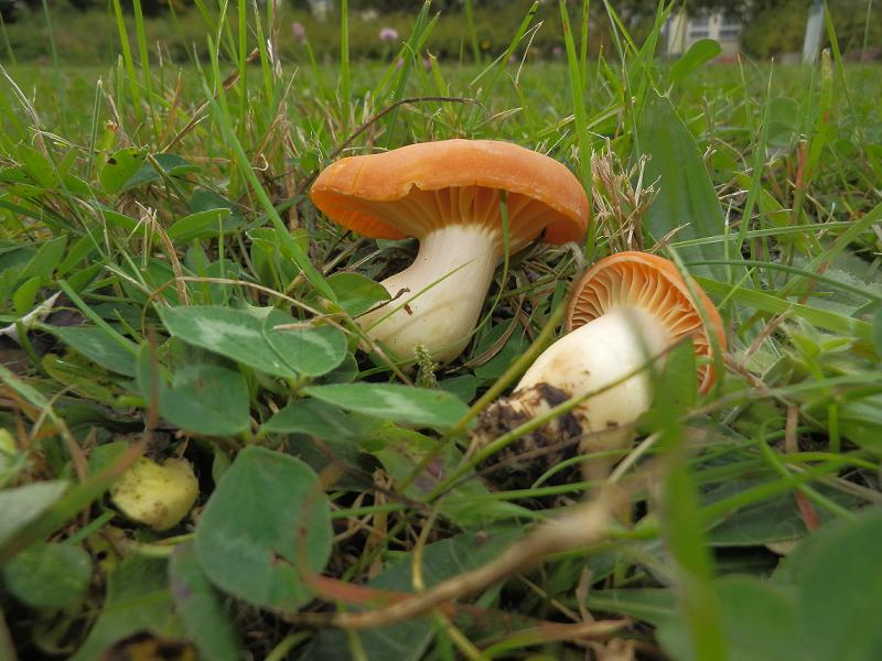Camarophyllus pratensis_1.1.jpg